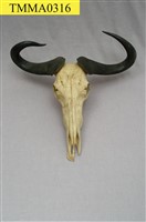 藏品(水牛頭)的圖片